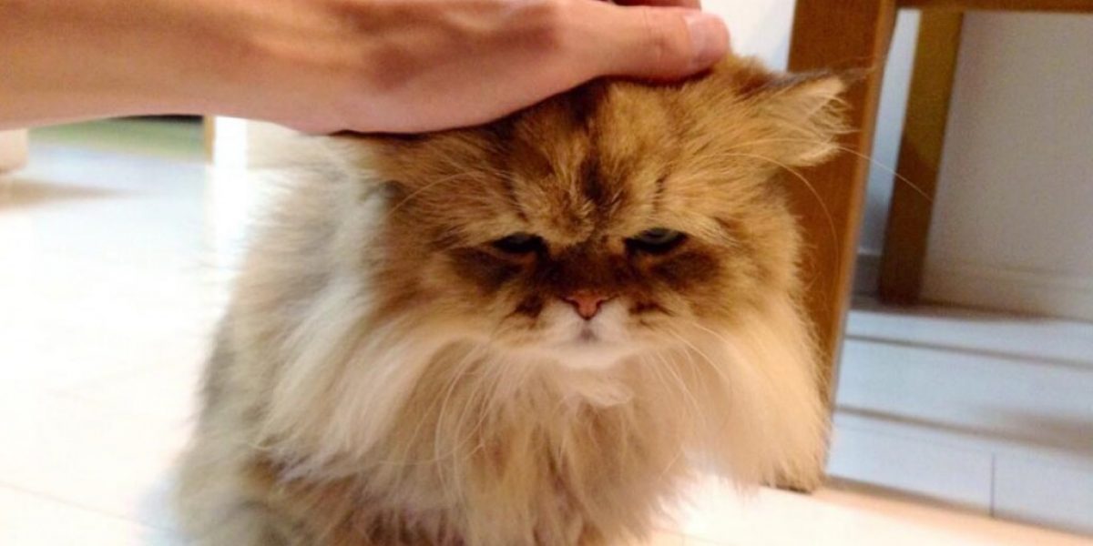 Pat-Cat