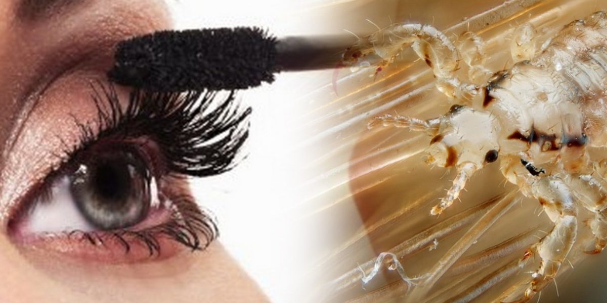 Pthiriasis-gross-eyelashes