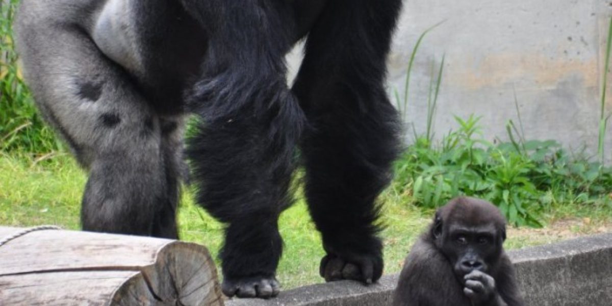 Shabani gorilla