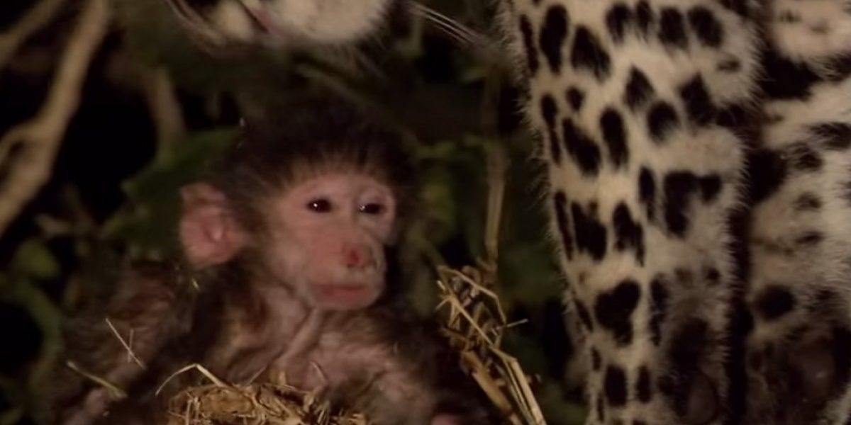 Leopard-and-baby-monkey
