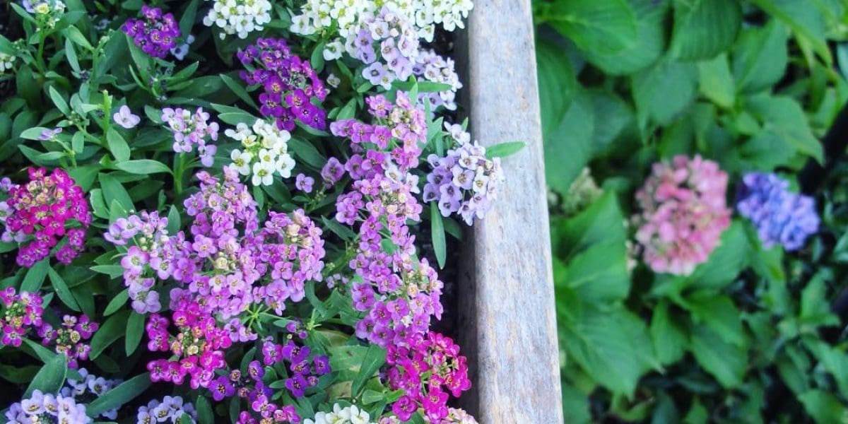 Alyssum - matching the hydrangeas below