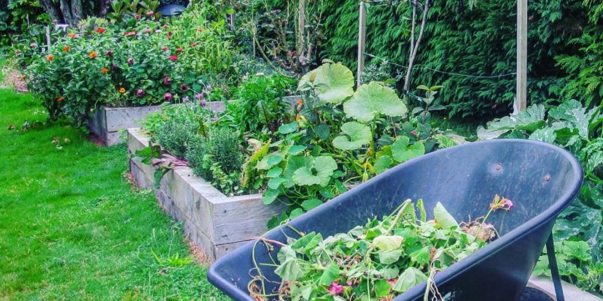 Garden - elible flora and produce