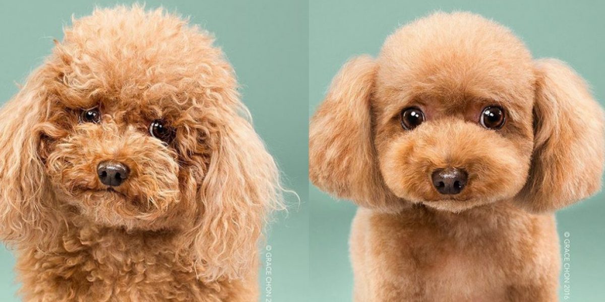 Fluffy-dog-before-after-haircut
