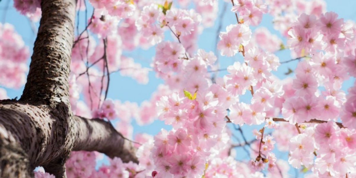 cherry-blossoms-m2woman