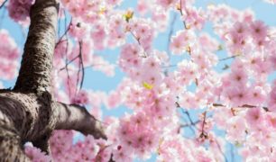 cherry-blossoms-m2woman