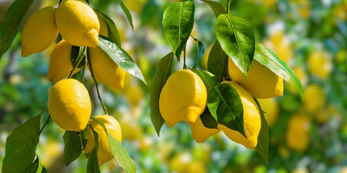 Lemons-Health