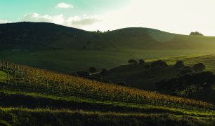 Te Moto vineyard image (1)