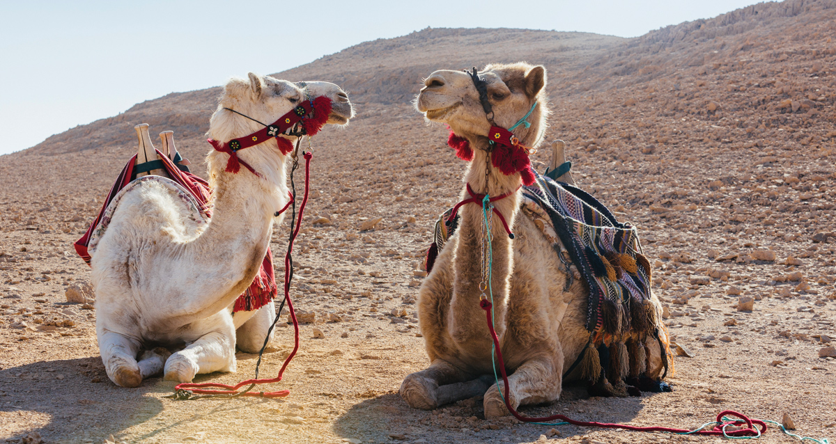 dusk-and-dawn-camel-trekking-in-the-desert