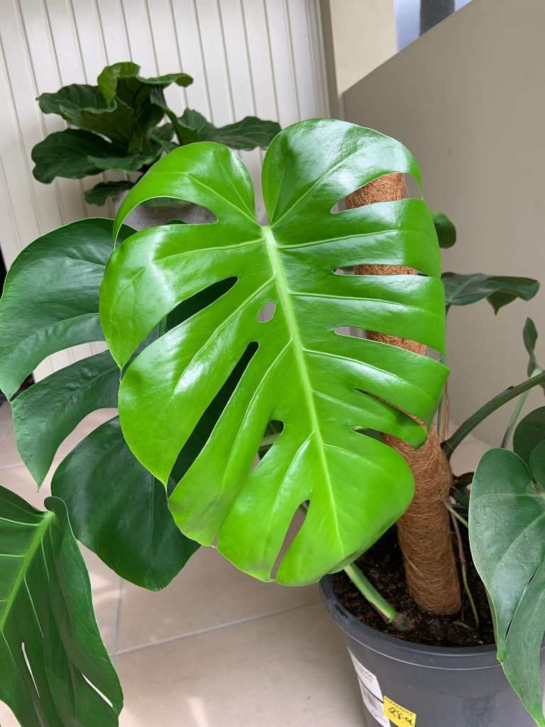  Monsterra - M2woman - Houseplants