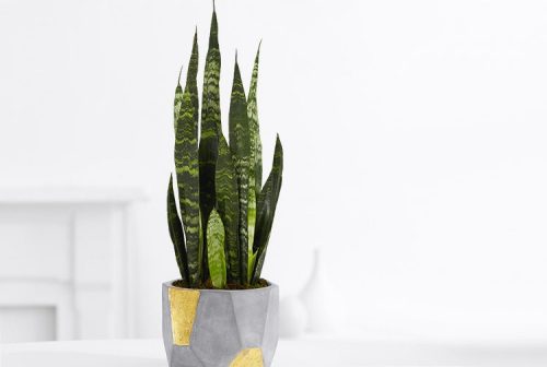 Snakeplant - M2woman - Houseplants