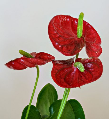 Anthurium - M2woman - Houseplants