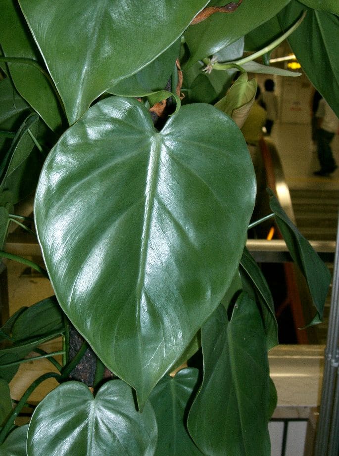 Heartleaf Philodendron - Houseplants - M2woman