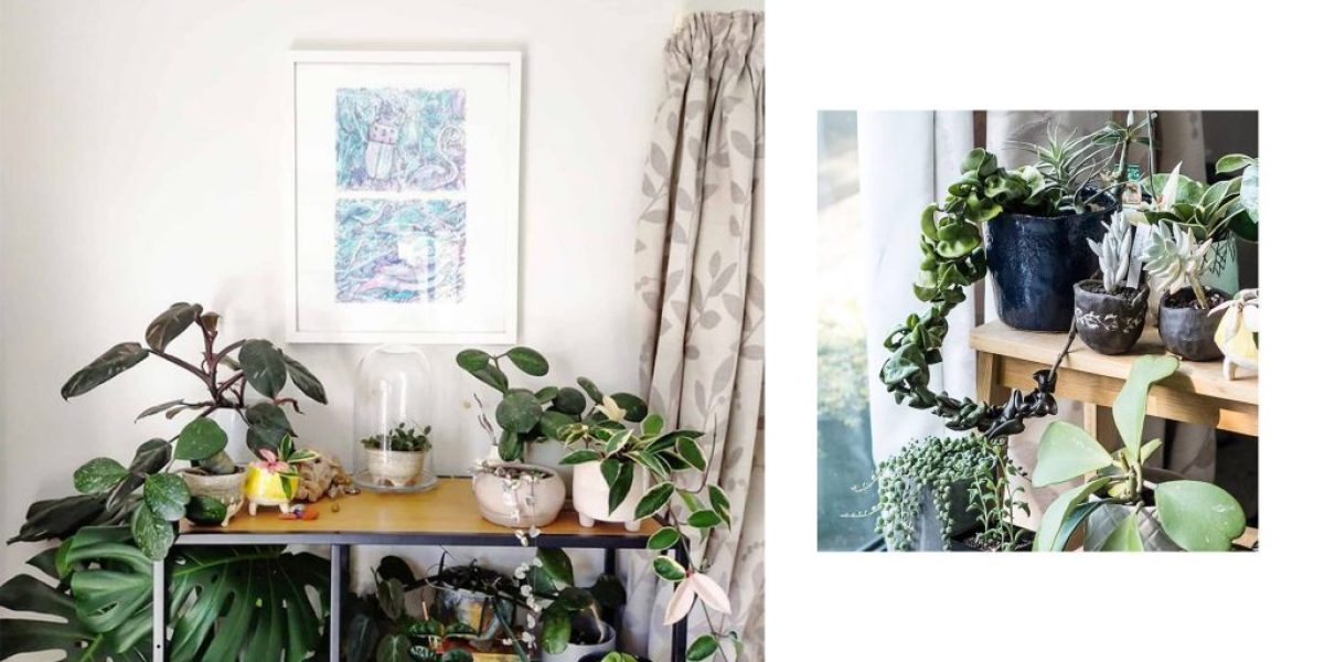 M2woman - Top 5 Houseplants & Their Rarer Counterparts To Start Your Collection