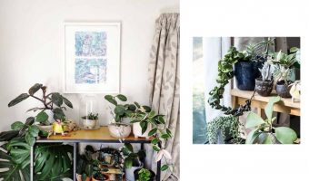 M2woman - Top 5 Houseplants & Their Rarer Counterparts To Start Your Collection M2woman - Top 5 Houseplants & Their Rarer Counterparts To Start Your Collection