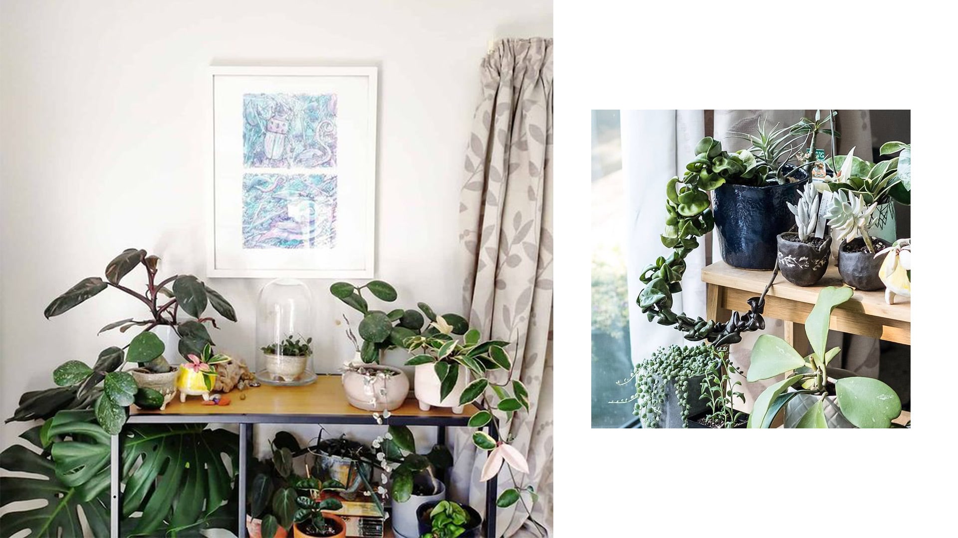 M2woman - Top 5 Houseplants & Their Rarer Counterparts To Start Your Collection M2woman - Top 5 Houseplants & Their Rarer Counterparts To Start Your Collection