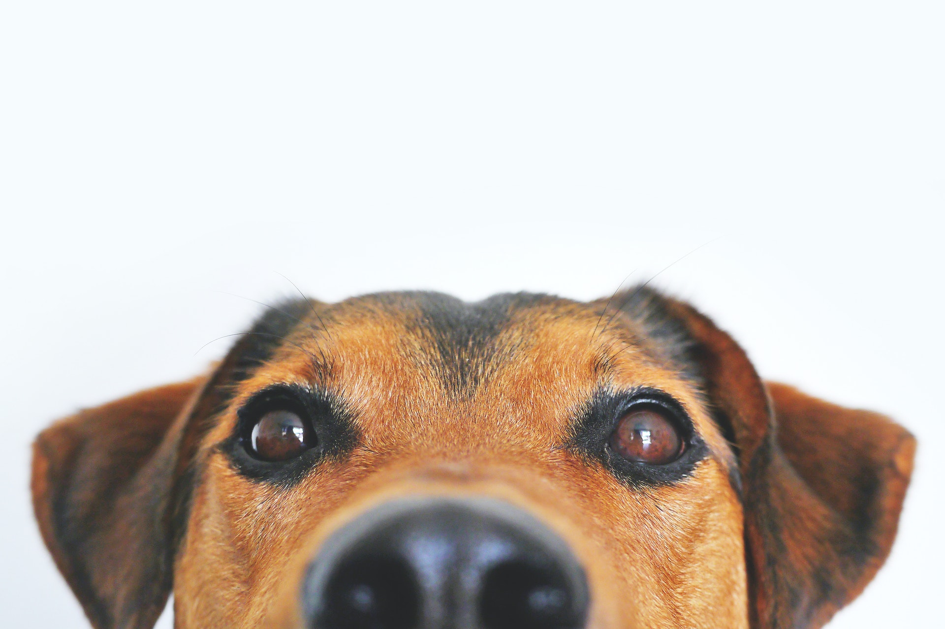 M2woman.com - For The Love Of Pets Pets - Mental Health - M2woman
