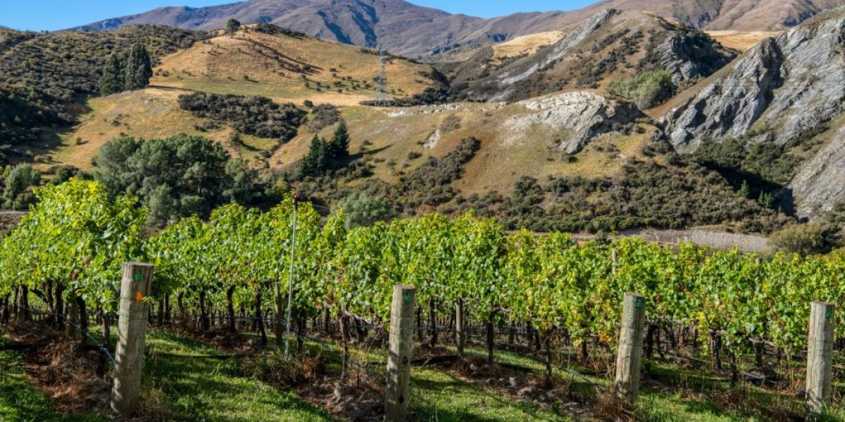 Winery Gibbston Valley Otago