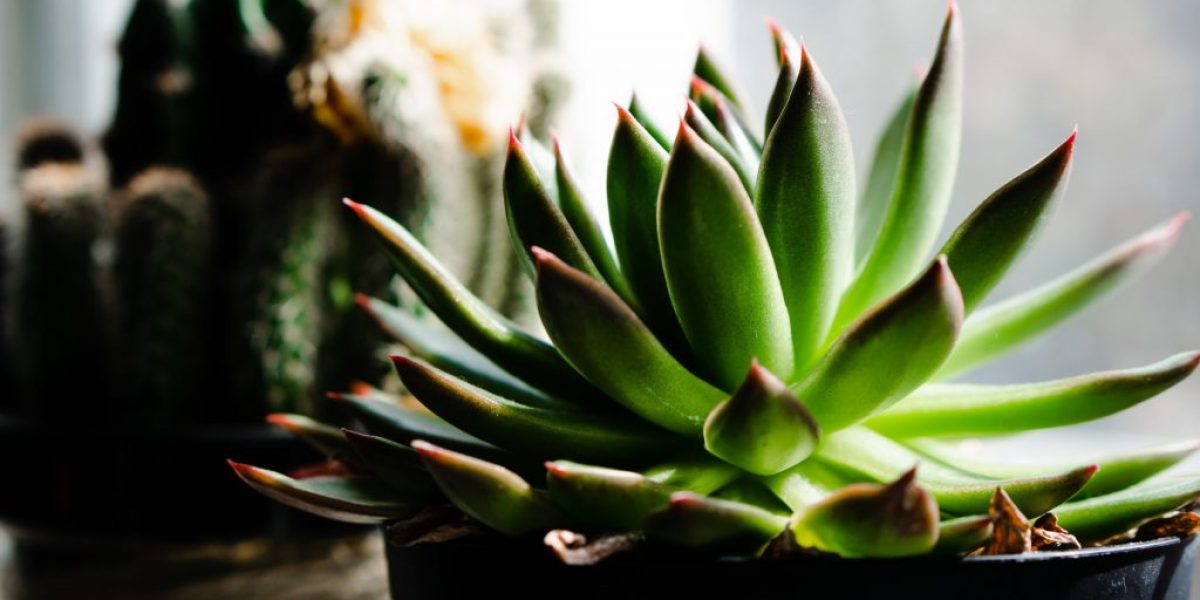 m2woman-low-light-plants