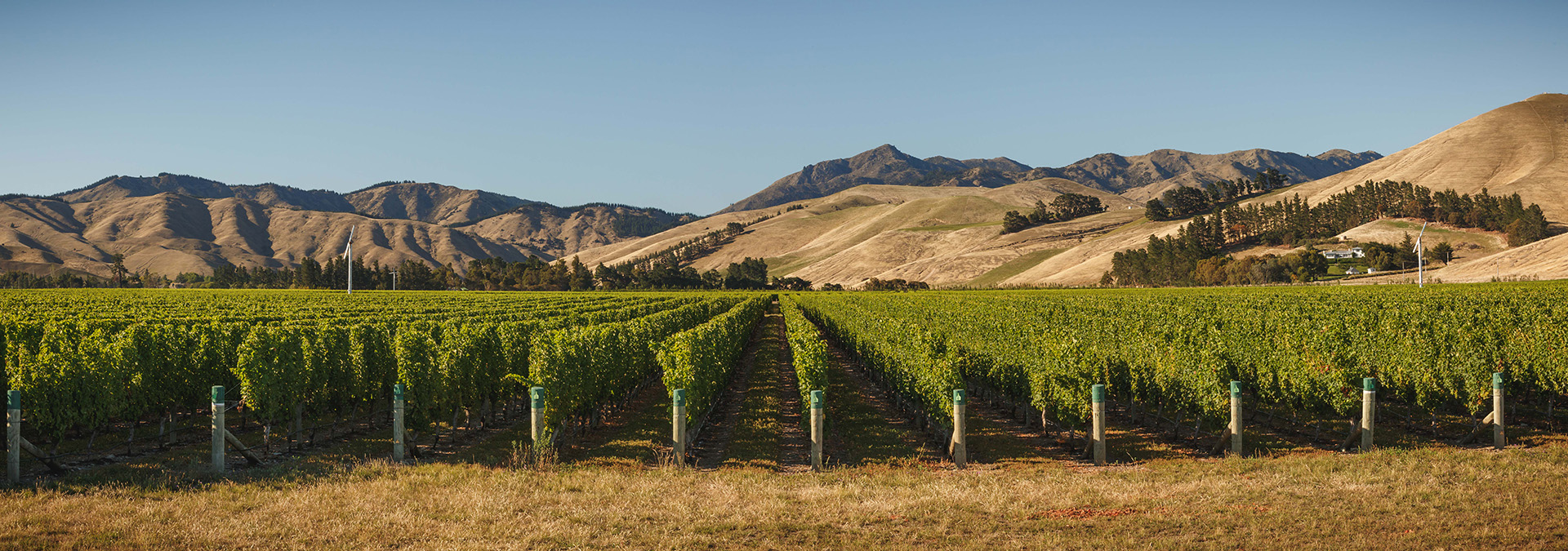 m2woman-wither-hills-vineyard