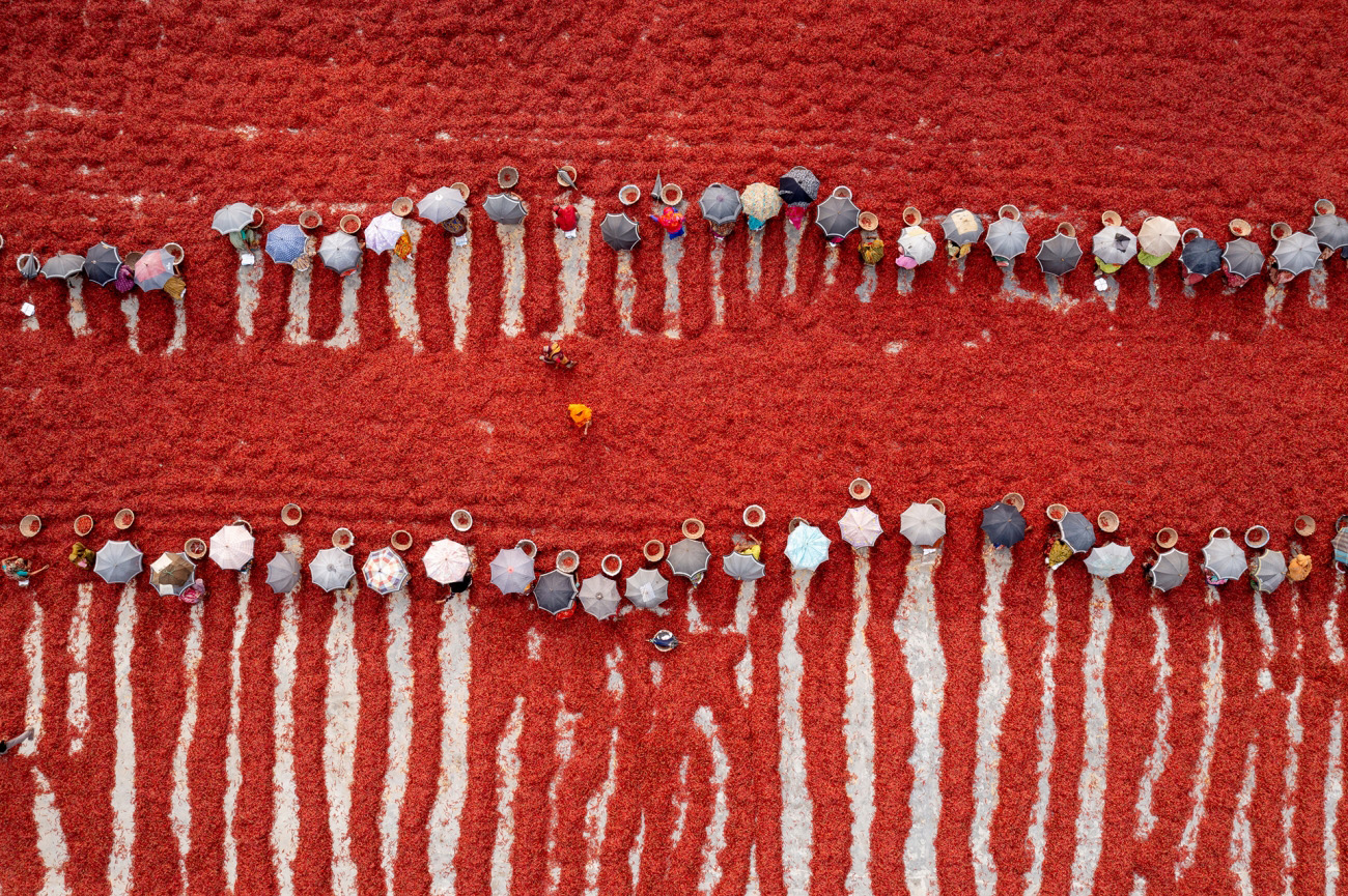 Red Chillies Harvesting by Md Tanveer Hassan Rohan - Drone Photo Awards