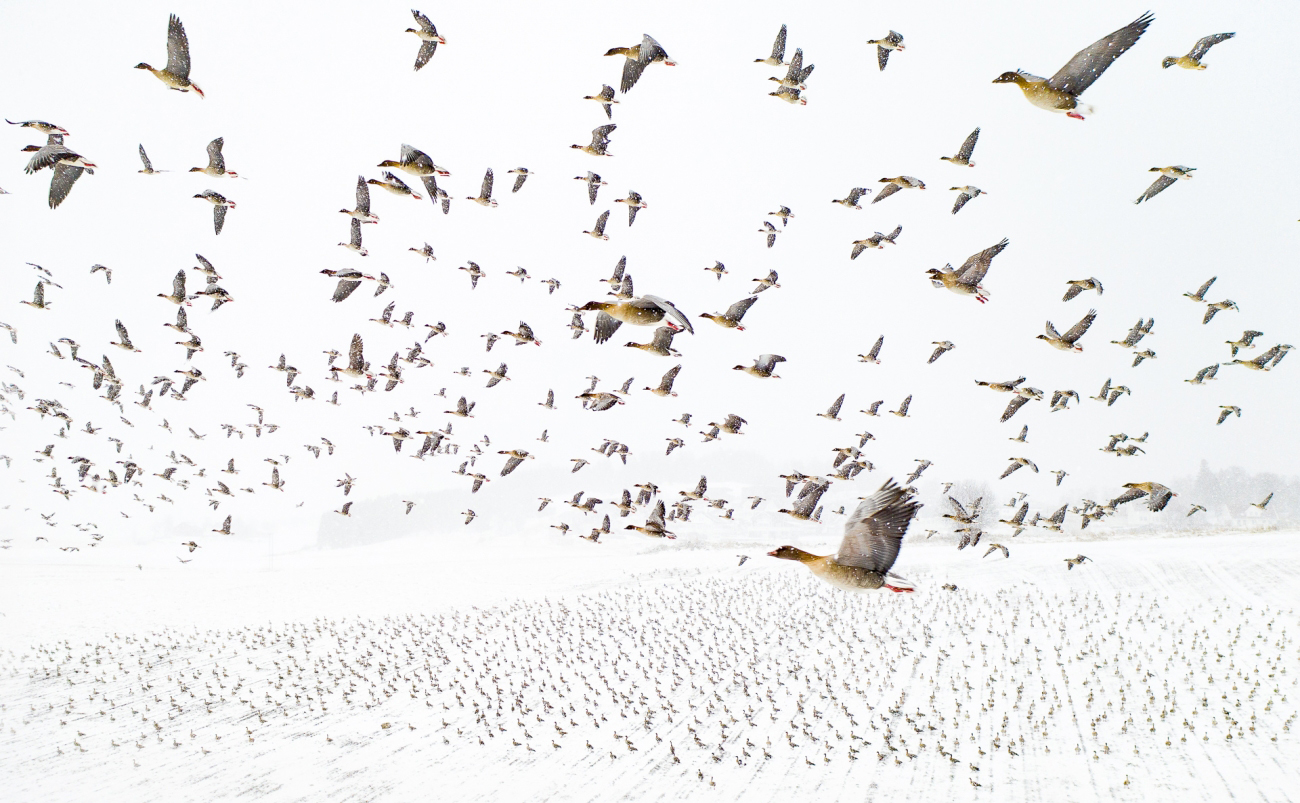 Pink-Footed Geese Meeting the Winter by Terje Kolaas - Drone Photo Awards