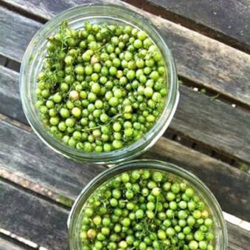 Root To Bloom - Coriander Seeds