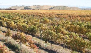 M2woman.com - Natural Selection - Mission Estate's Ode to the Gimblett Gravels