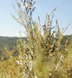 Manuka