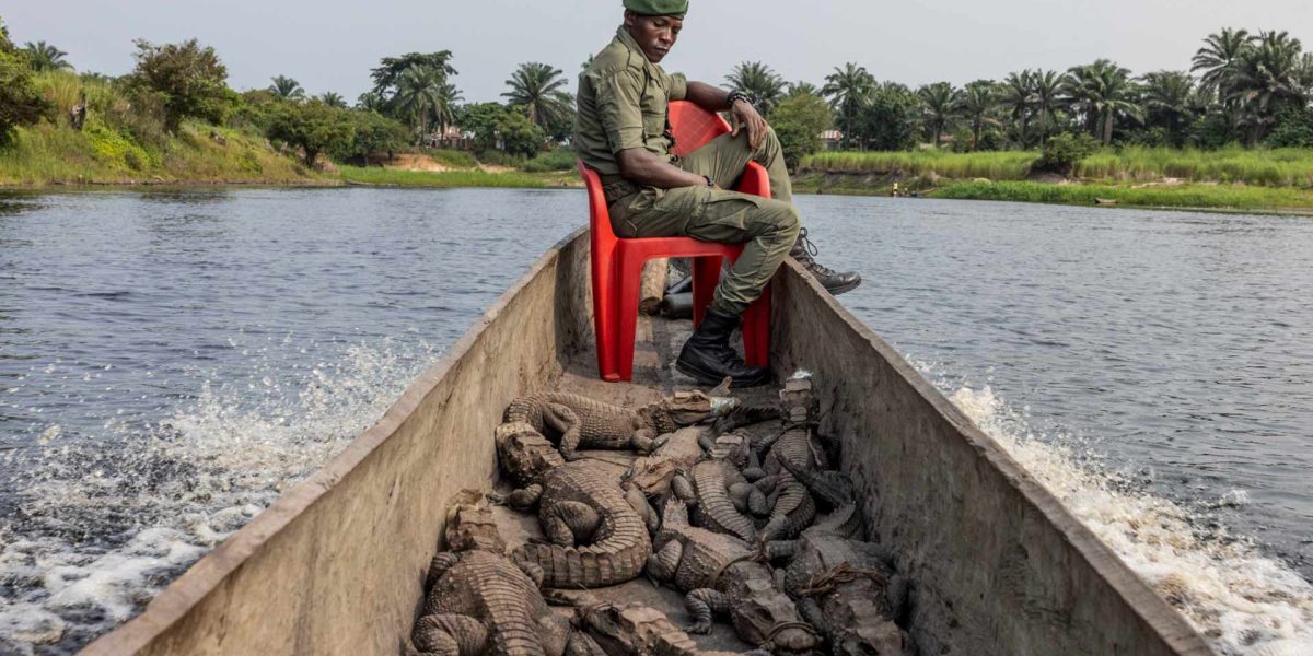 Crocodiles