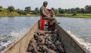 Crocodiles