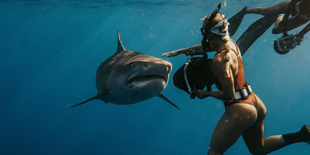 Shark-experience-butt